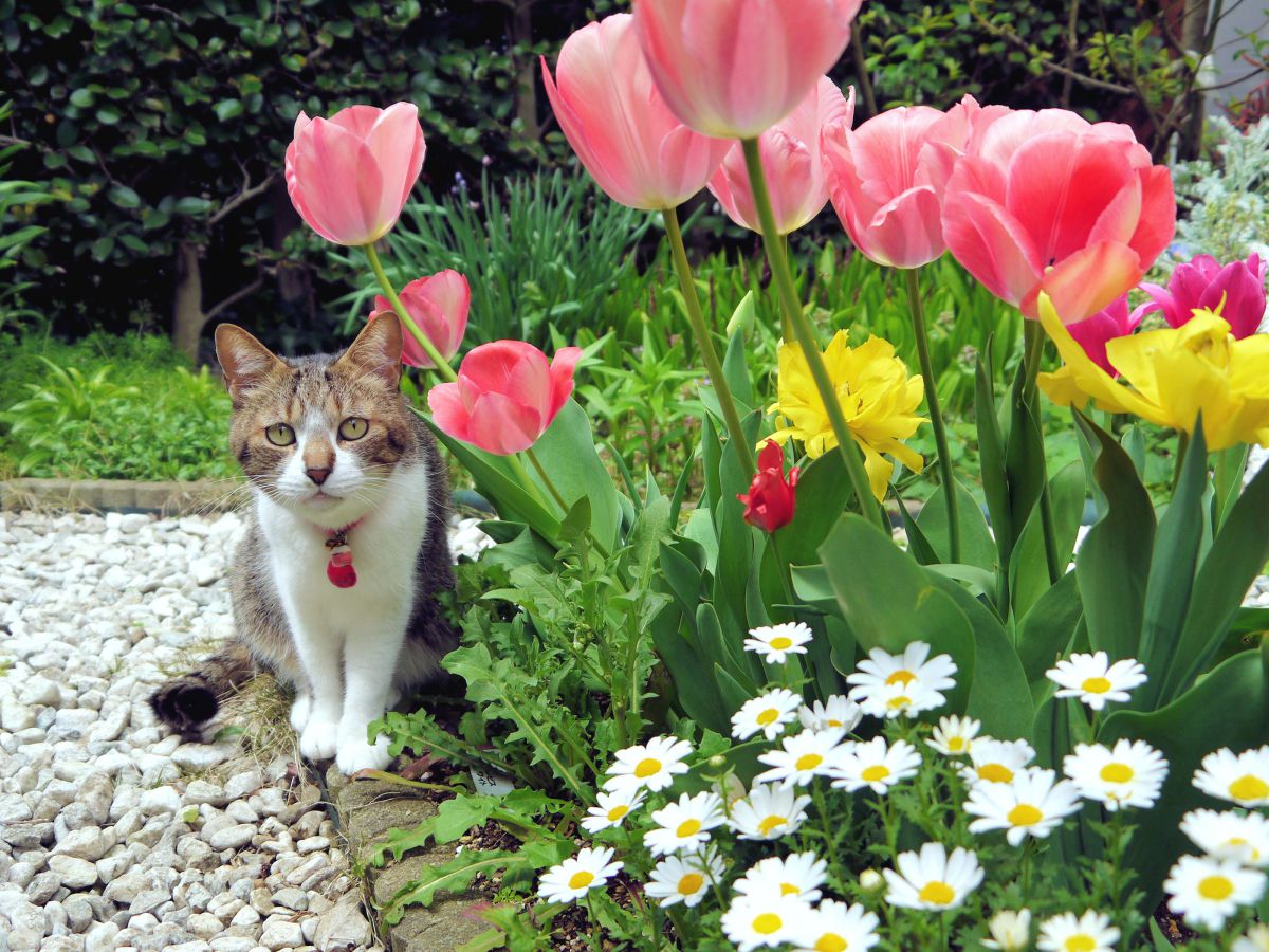 赤いチューリップさん、咲いたにゃん＾＾！（ねね） | GANREF