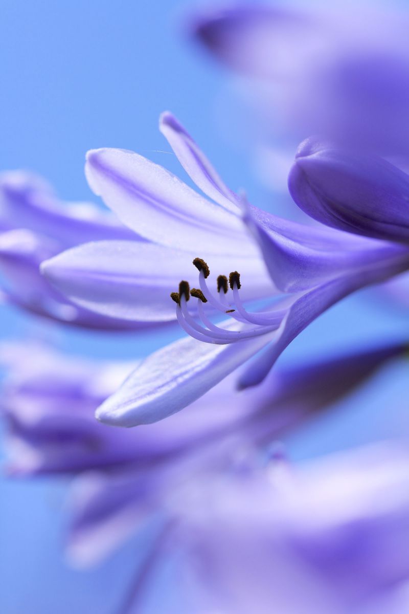 blue & blue | GANREF