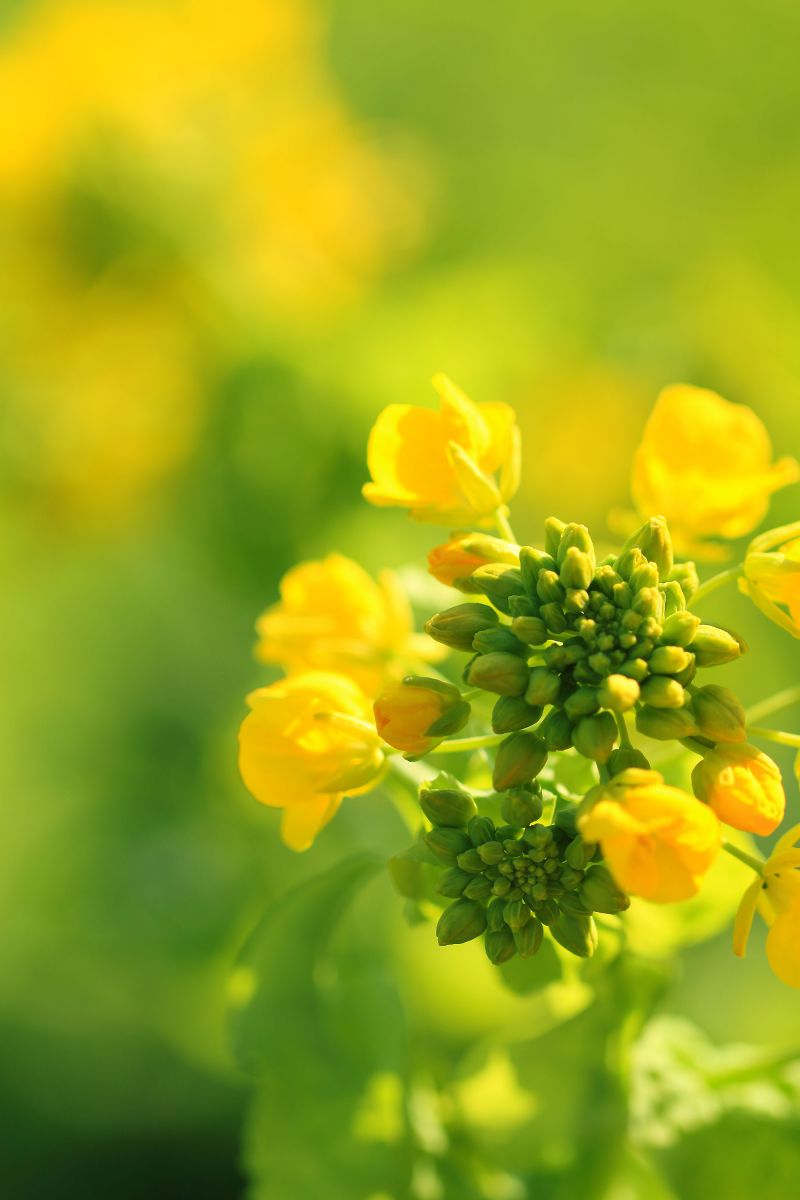 spring green | GANREF