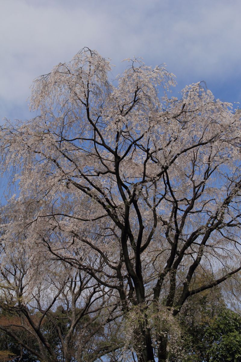 しだれ桜(六義園)水彩画 木製フレーム付き 六義園の第2のしだれ桜 | GANREF