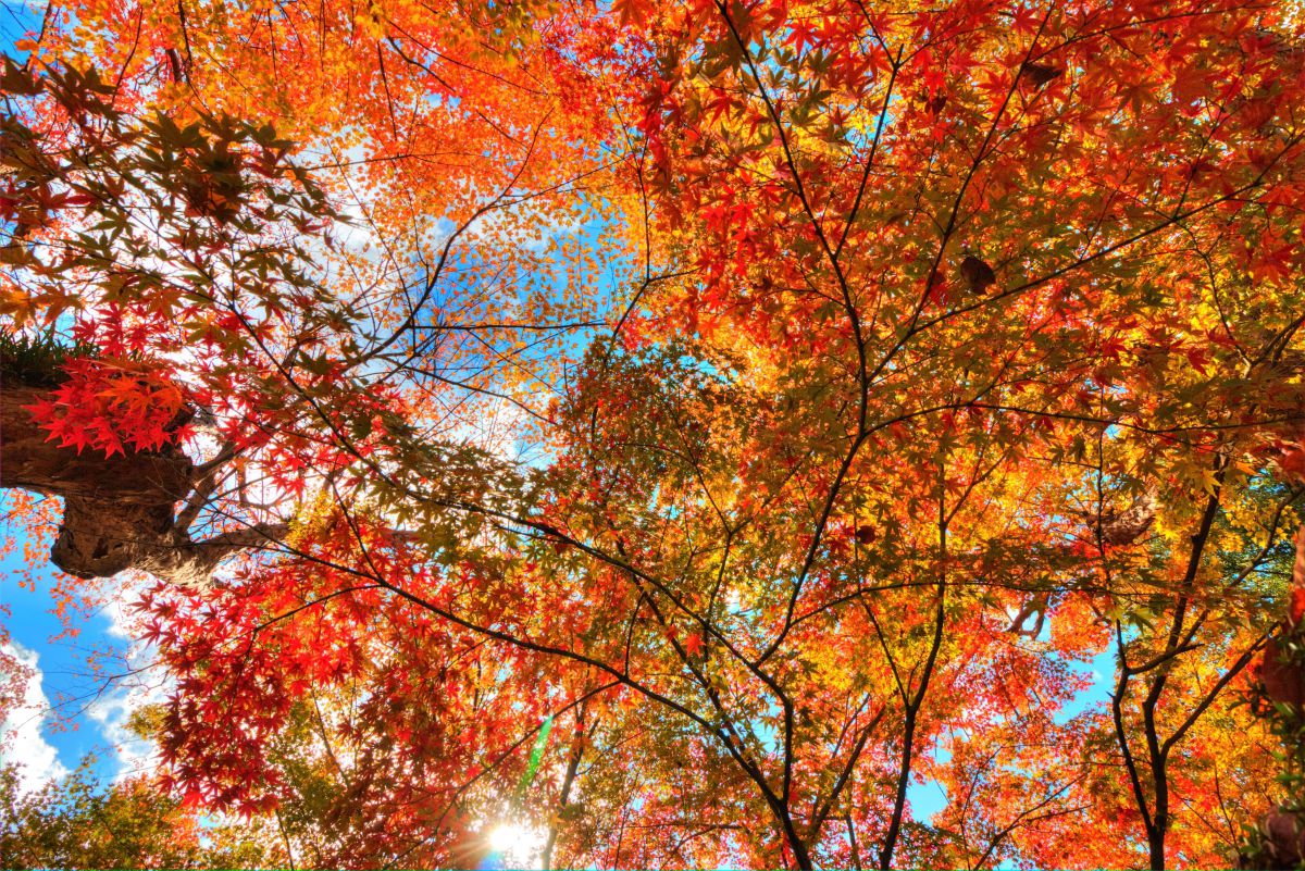 紅葉「い・ろ・は」 大切な想い出。秋 映像大陸北海道 番外編～京都秋・古都の紅葉 - YouTube