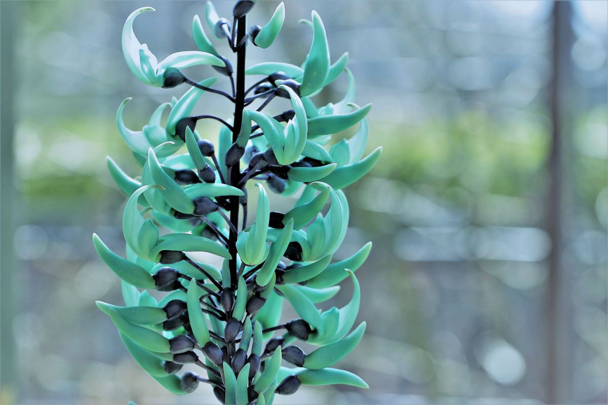 ヒスイカズラ 青緑宝石のヒスイカズラ♫♪♬ | GANREF