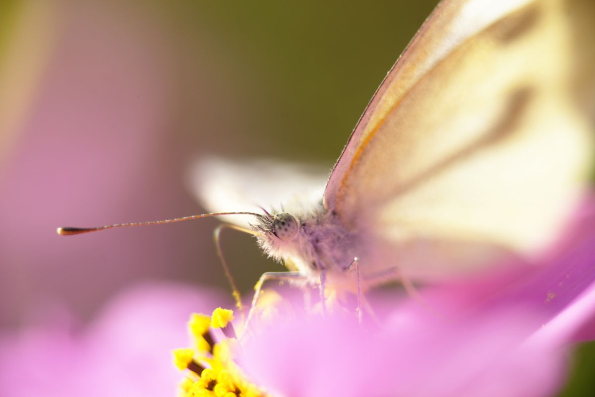 Cabbage butterfly GANREF