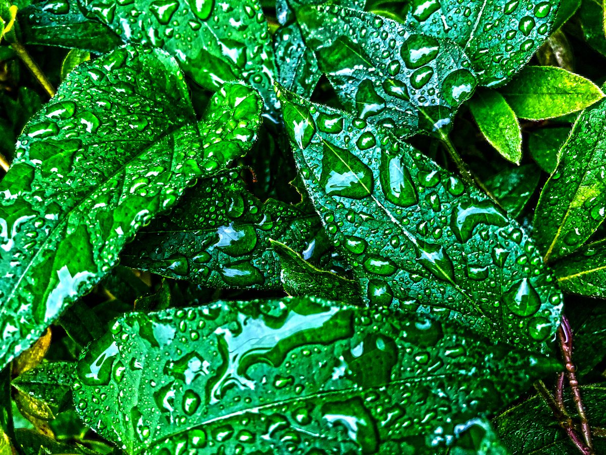 after the rain | GANREF