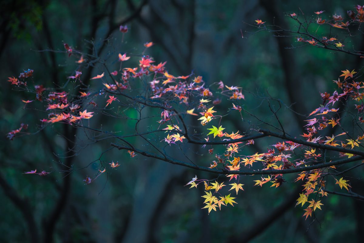 下枝紅葉 | GANREF