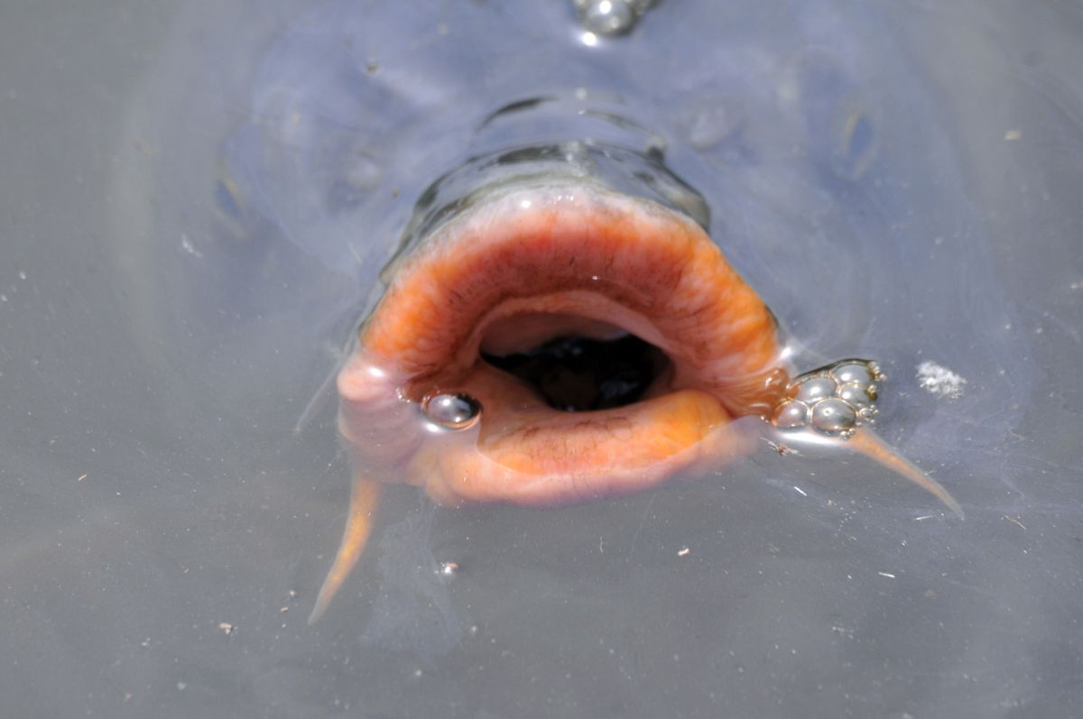 たらこ唇 | GANREF