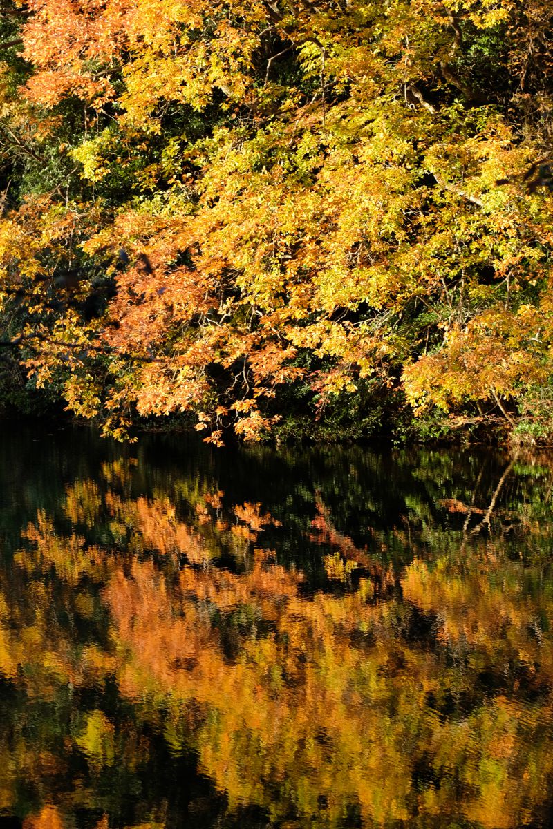 Reflection | GANREF