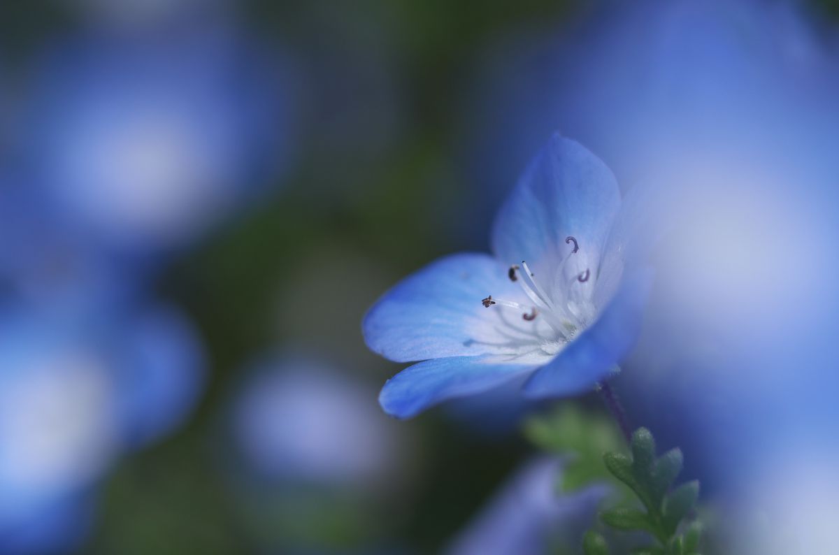 深海をイメージした蒼の世界 | GANREF