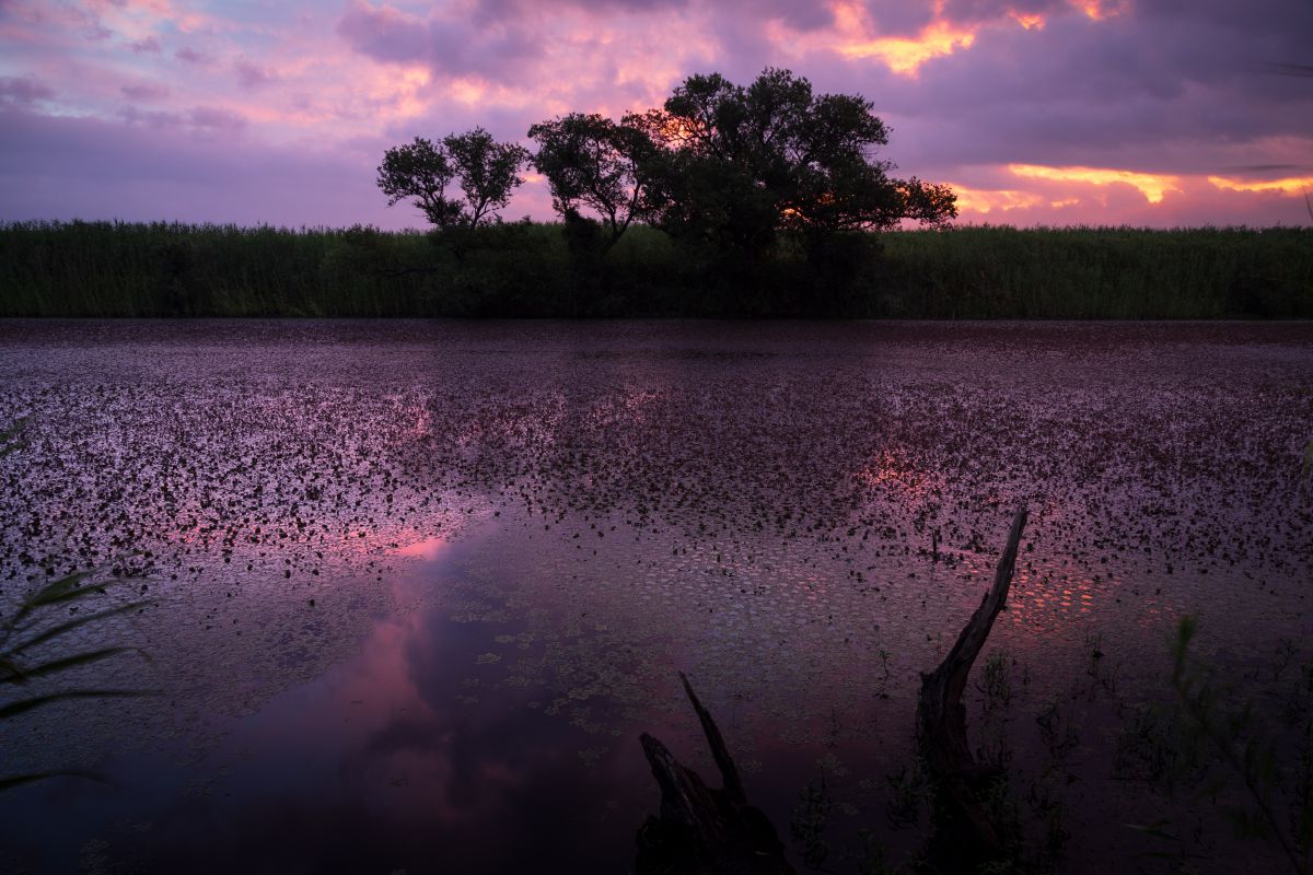 PURPLE MORNING | GANREF