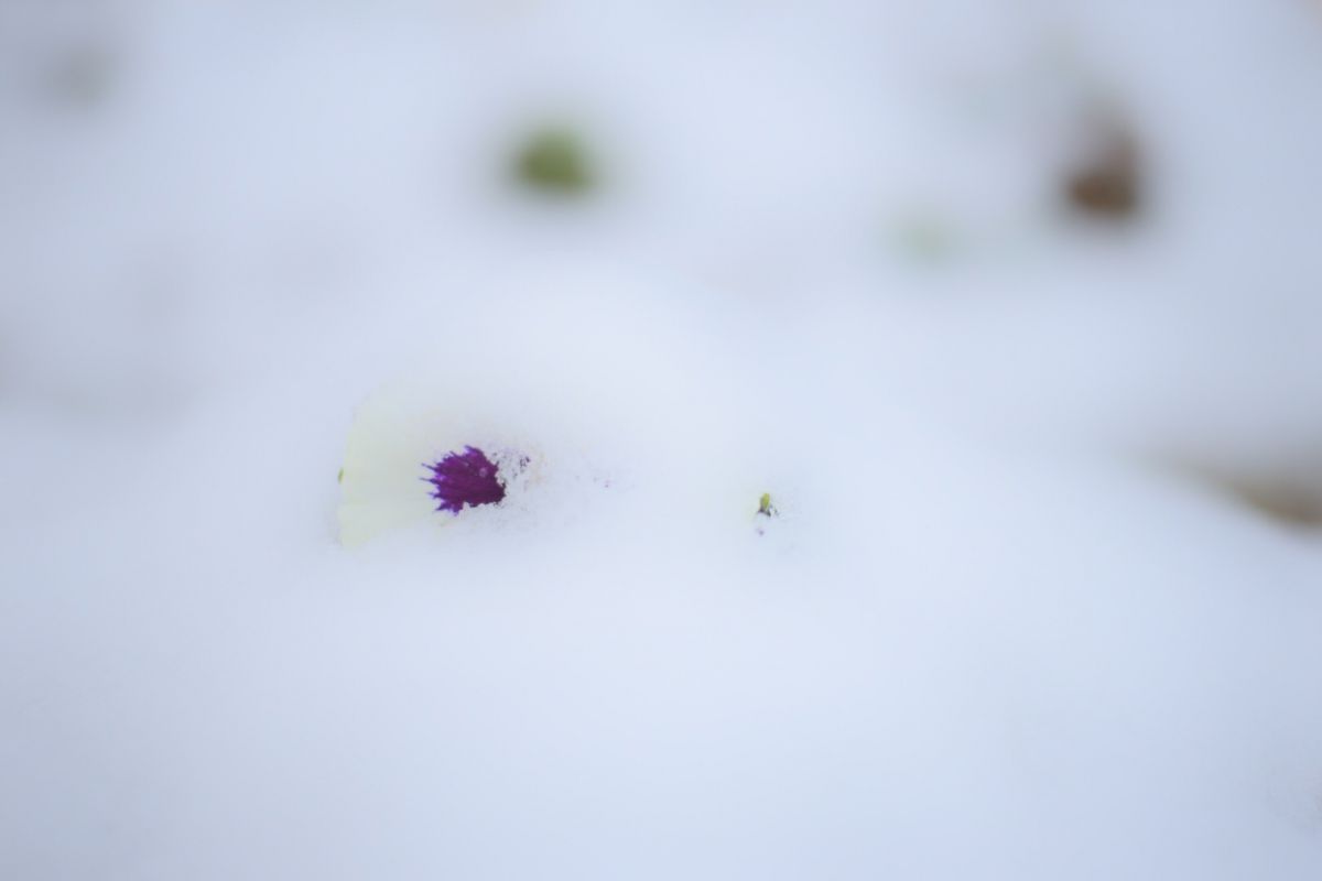 雪パンジー Ganref