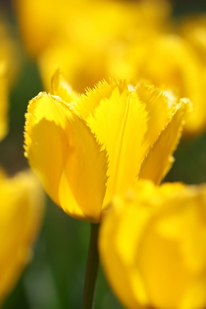 Yellow | GANREF