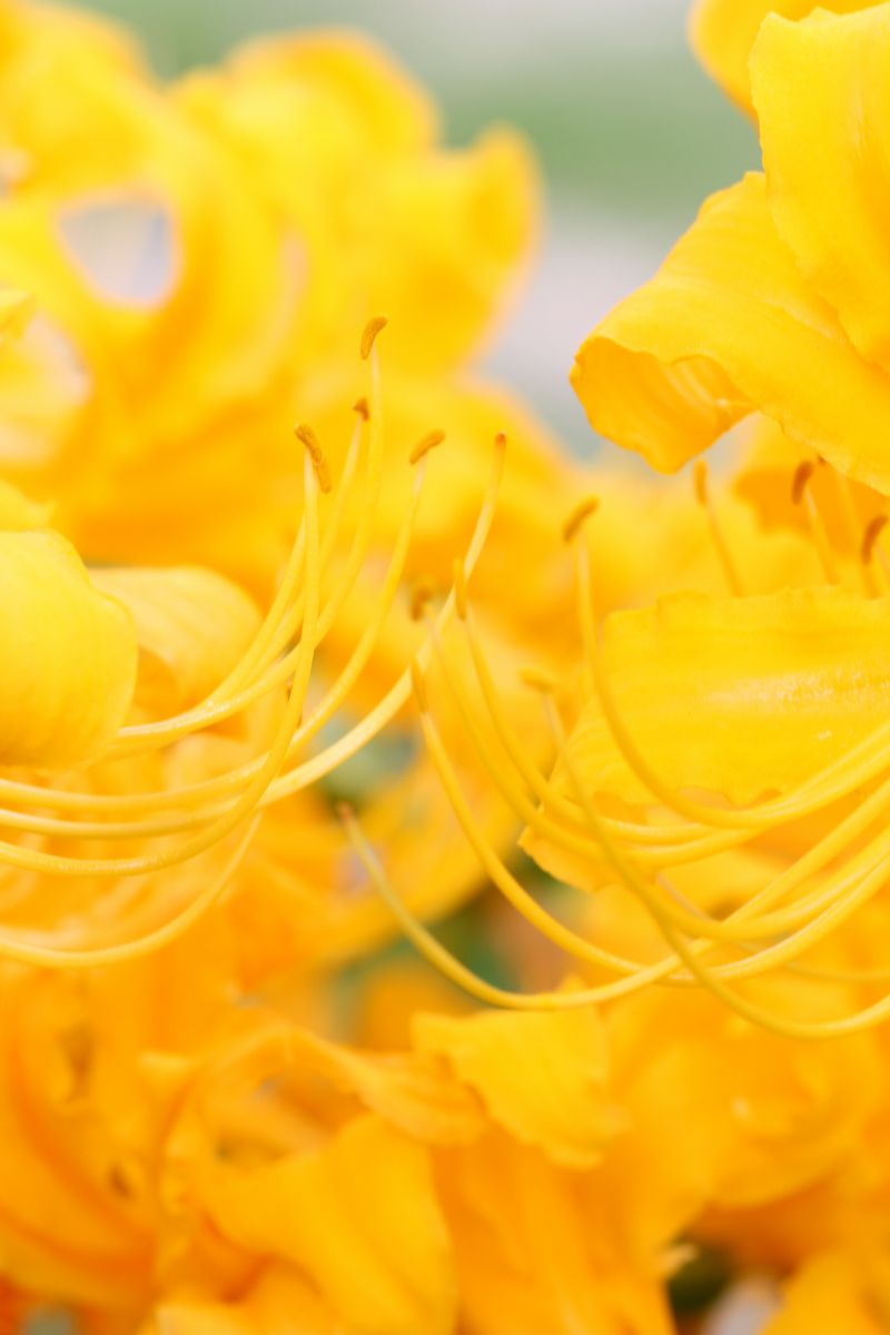 Yellow | GANREF