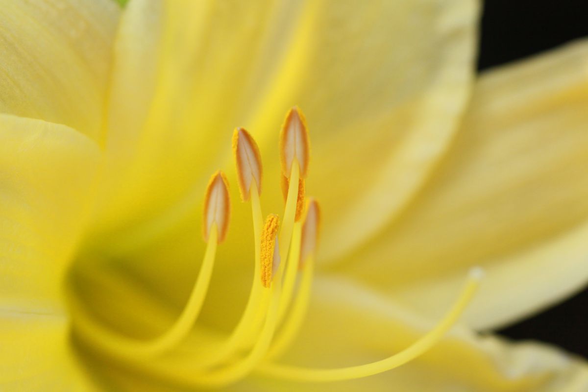 Yellow | GANREF