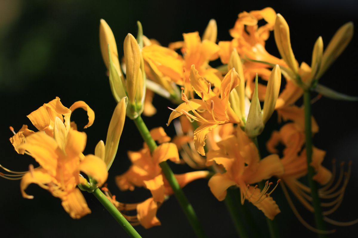 Yellow | GANREF