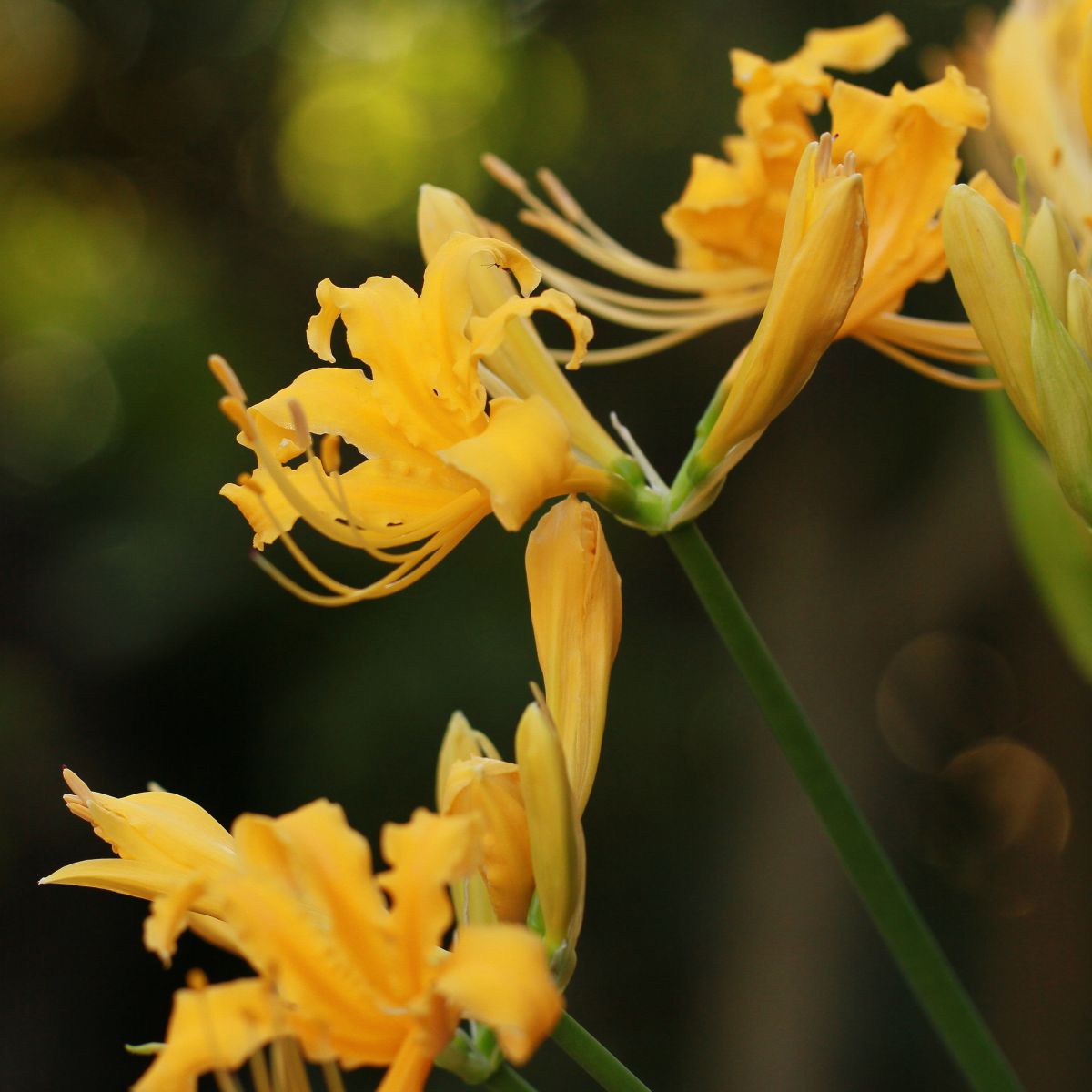 Yellow | GANREF