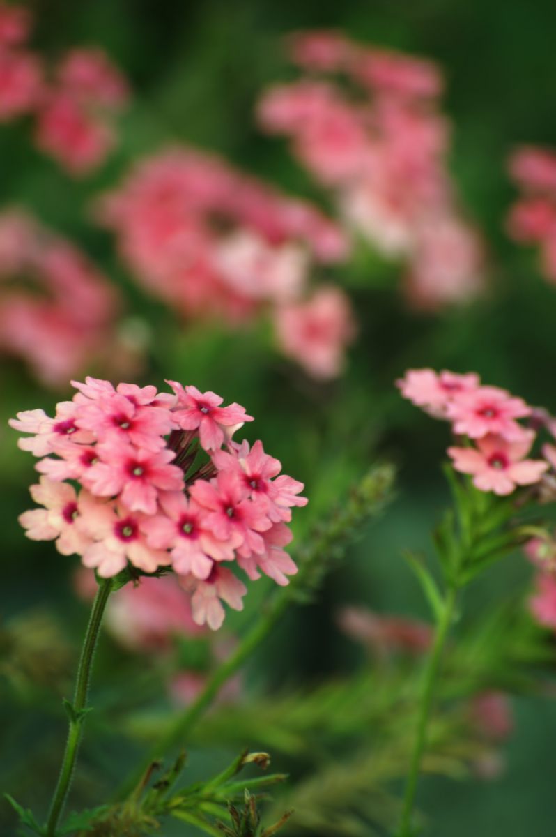 pink | GANREF