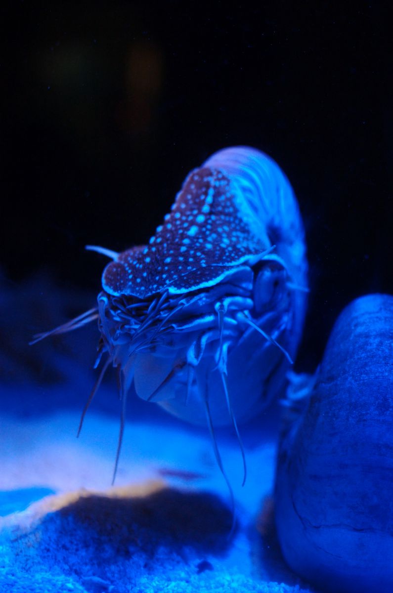 blue | GANREF
