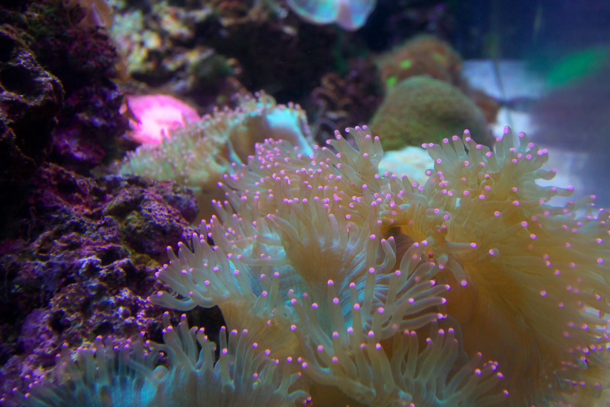 海に咲く花 GANREF 海に咲く花 GANREF