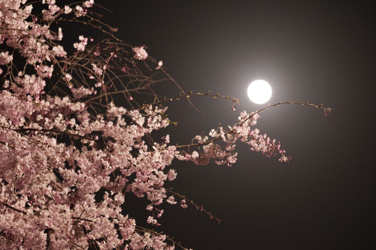 掛軸 秋峰 夜桜 共箱 春 月 満月 花 桜 5-14 掛軸 秋峰 夜桜 共箱 春 月 満月 花 桜 5-14 - メルカリ