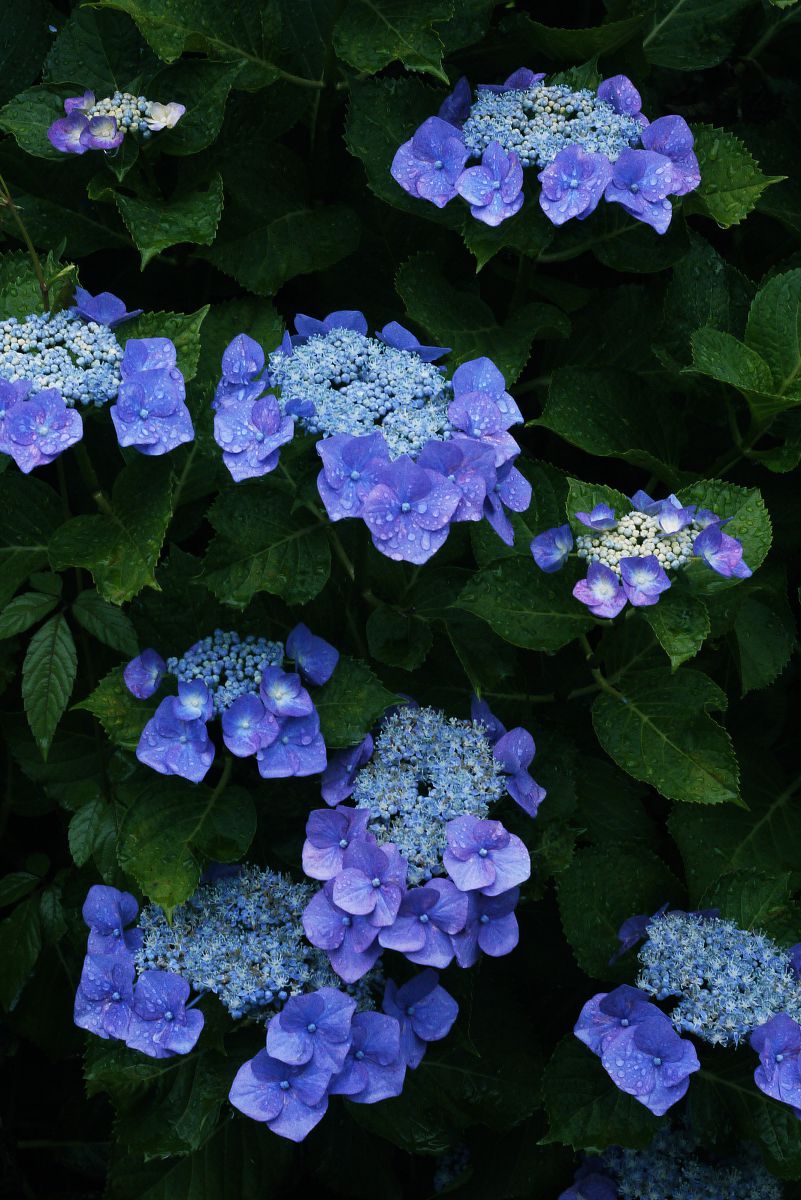 Purple flowers | GANREF