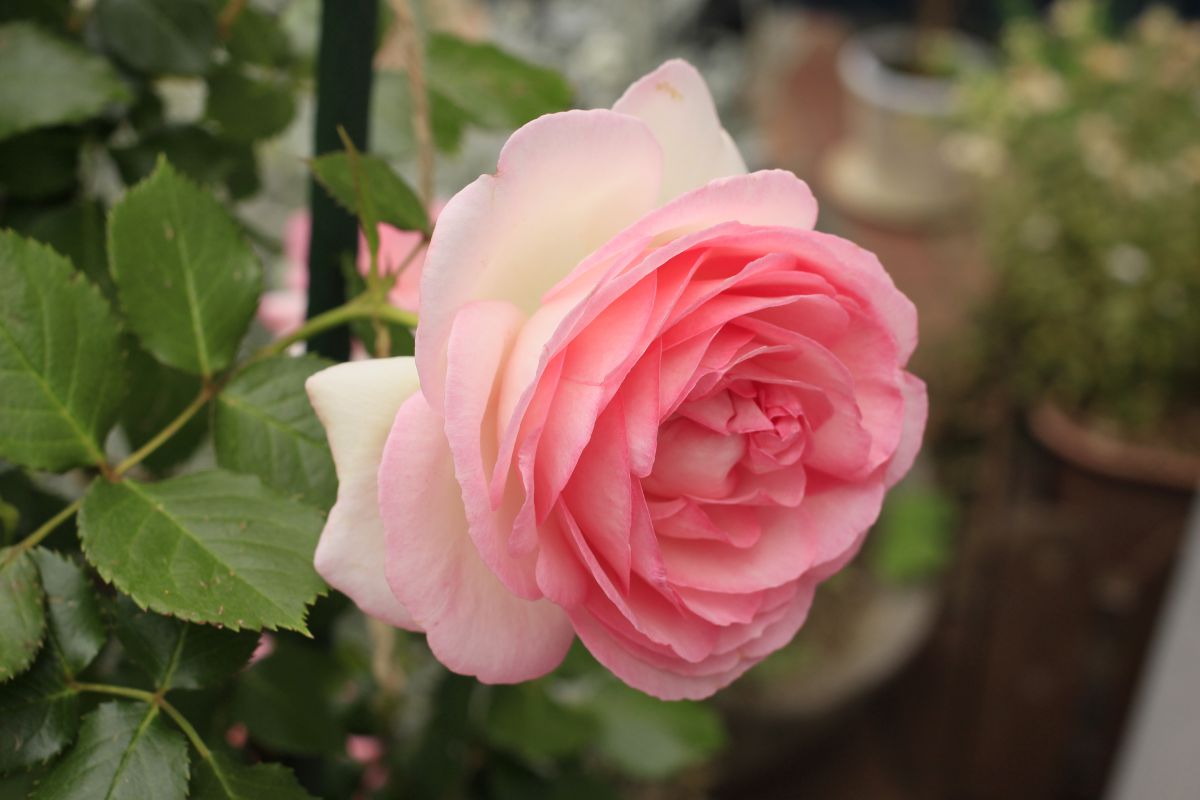 Pink Rose | GANREF