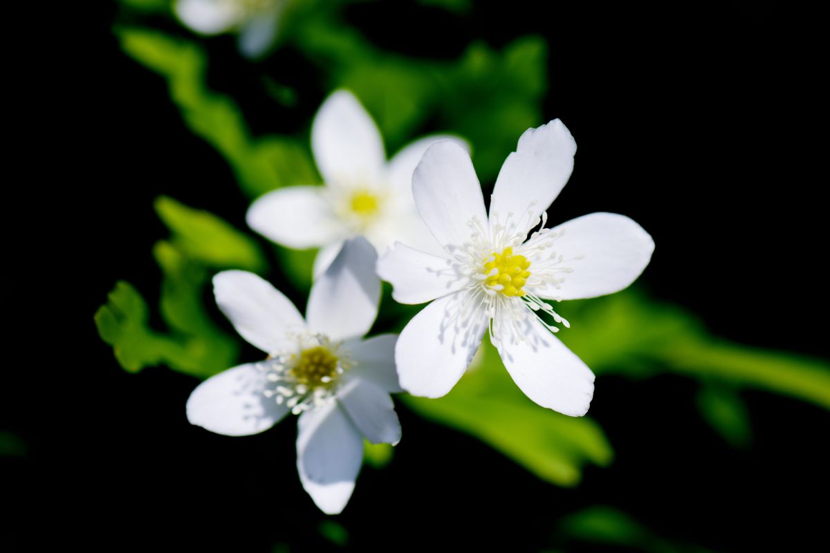 白き可憐な花 植物 花 花びら Ganref