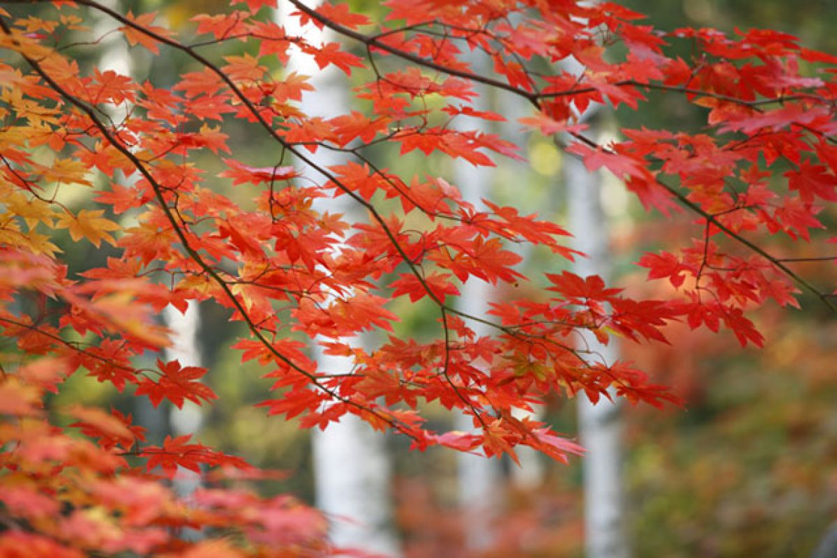 白樺と紅葉(北海道) | GANREF 白樺と紅葉(北海道) | GANREF