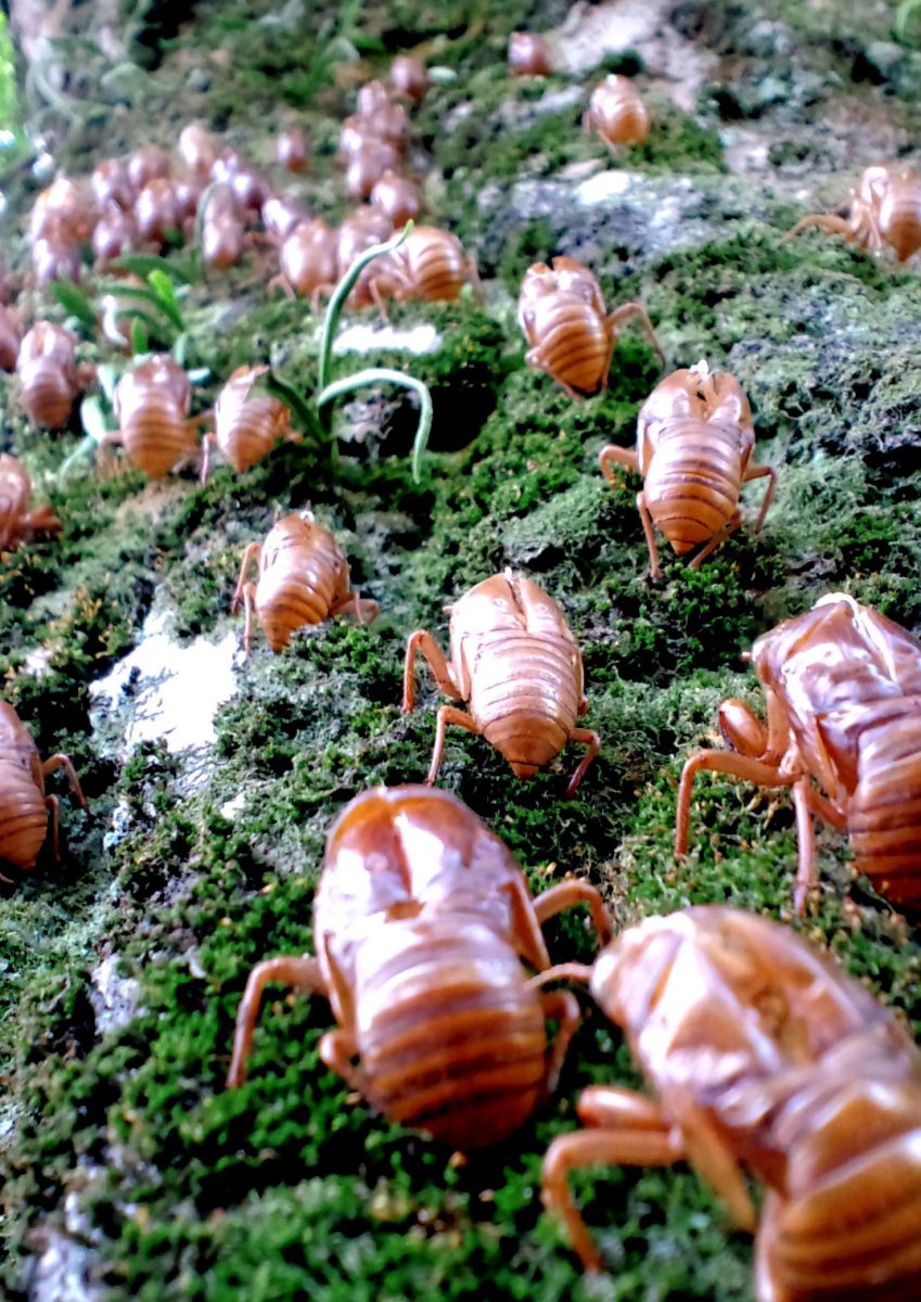 真夏の大行進 | GANREF