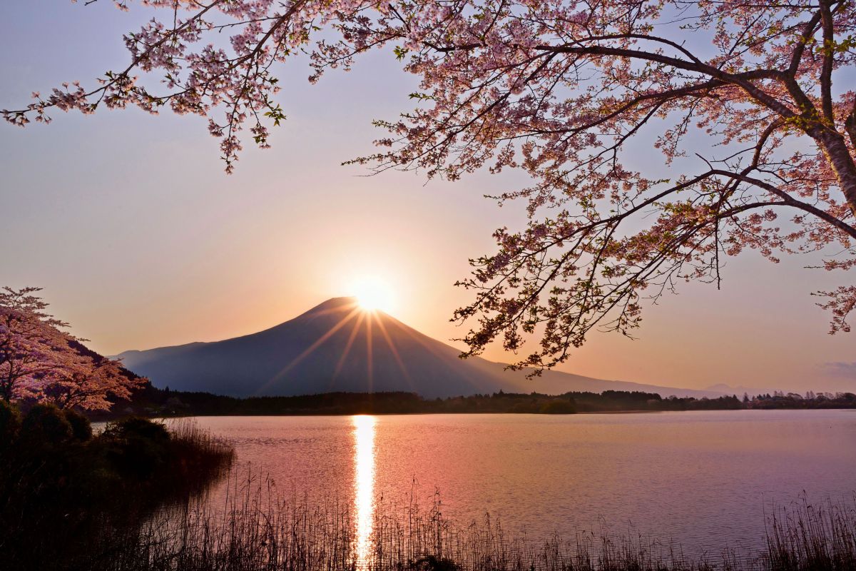 桜色ダイヤ | GANREF