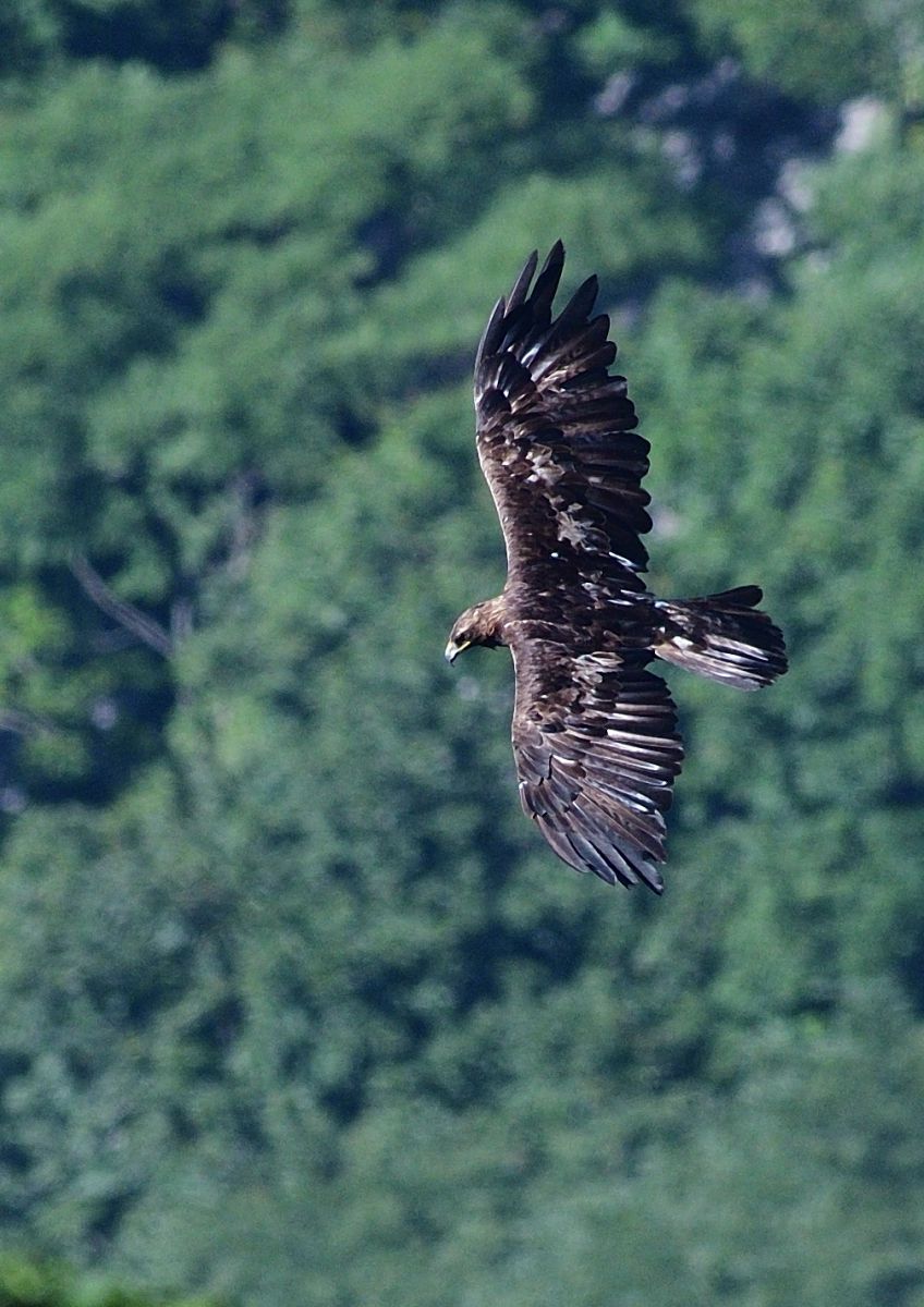 イヌワシ2 | GANREF