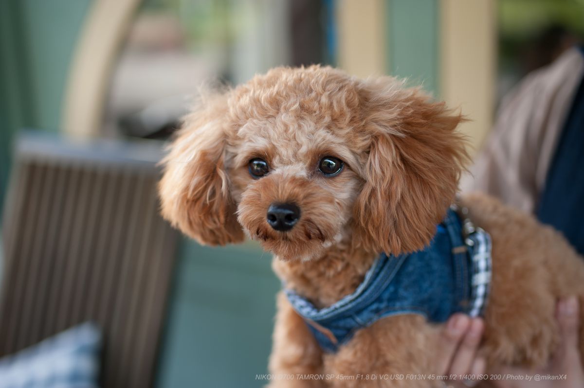 Cute | GANREF