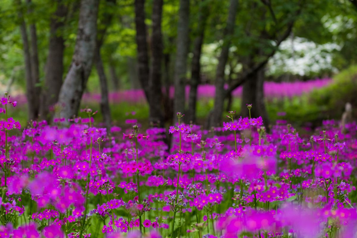 Pink World | GANREF