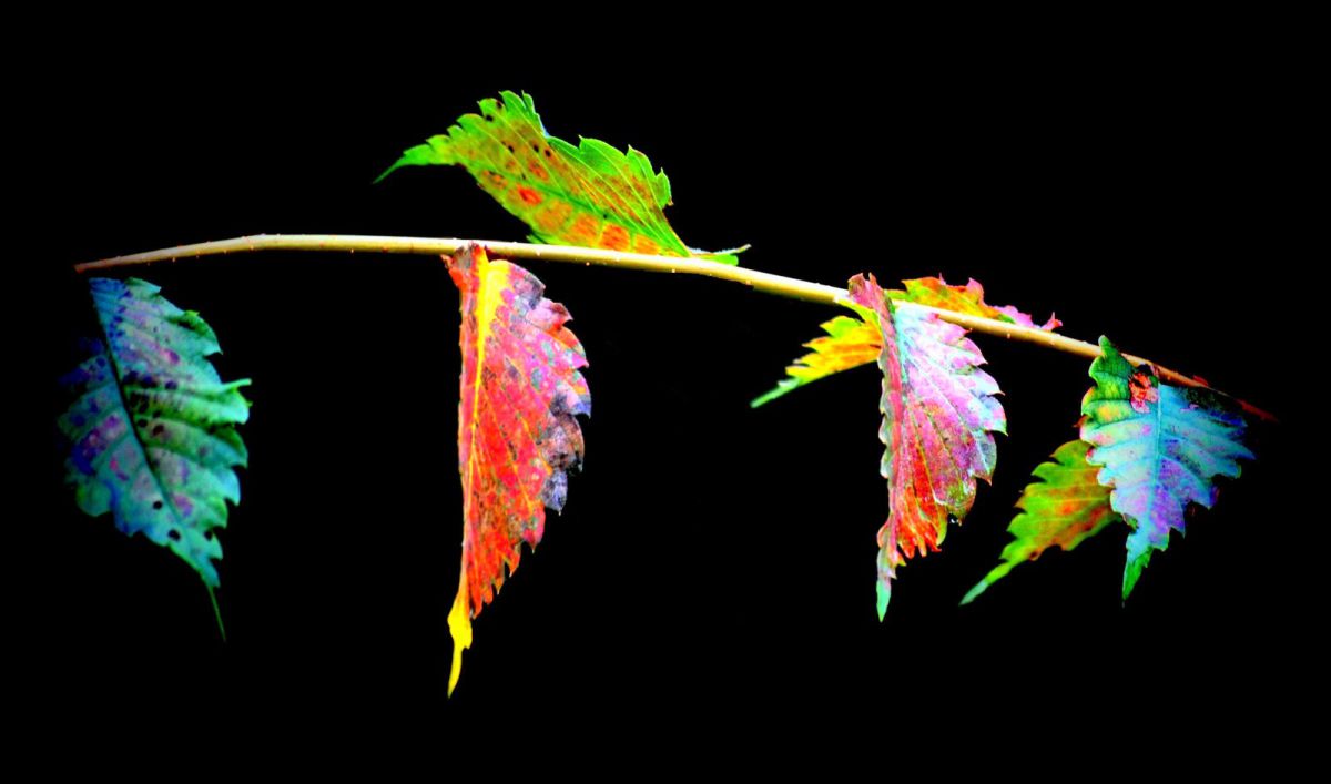 Various colors | GANREF