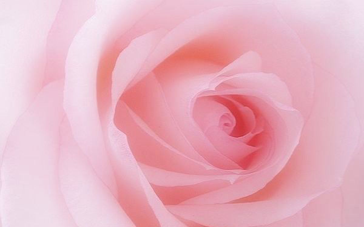 A pink rose | GANREF