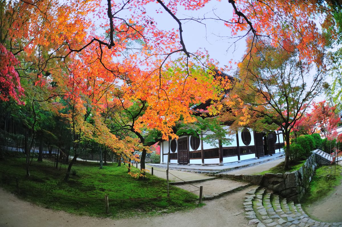 紅葉~井山宝福寺~2 | GANREF