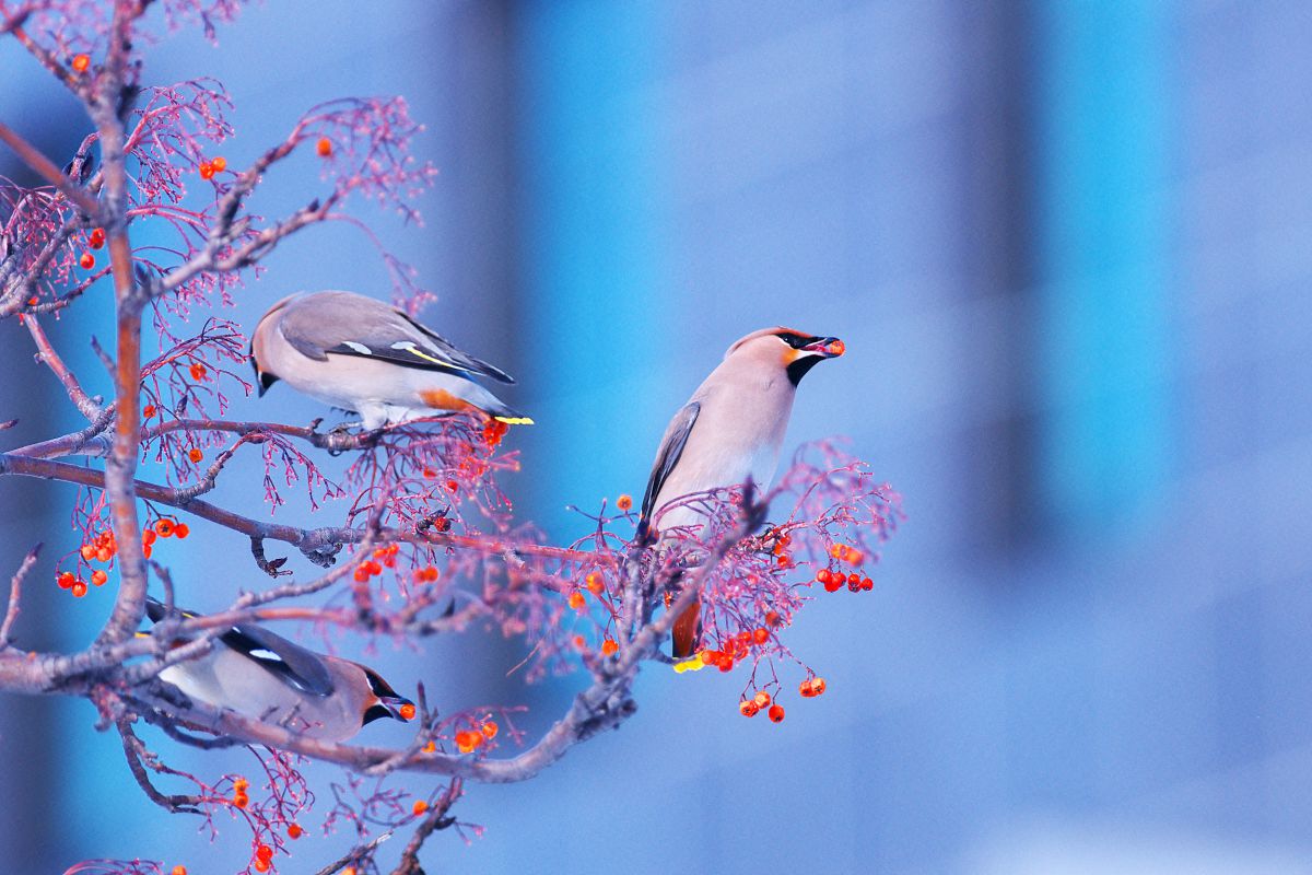 Three Cool Jacks GANREF