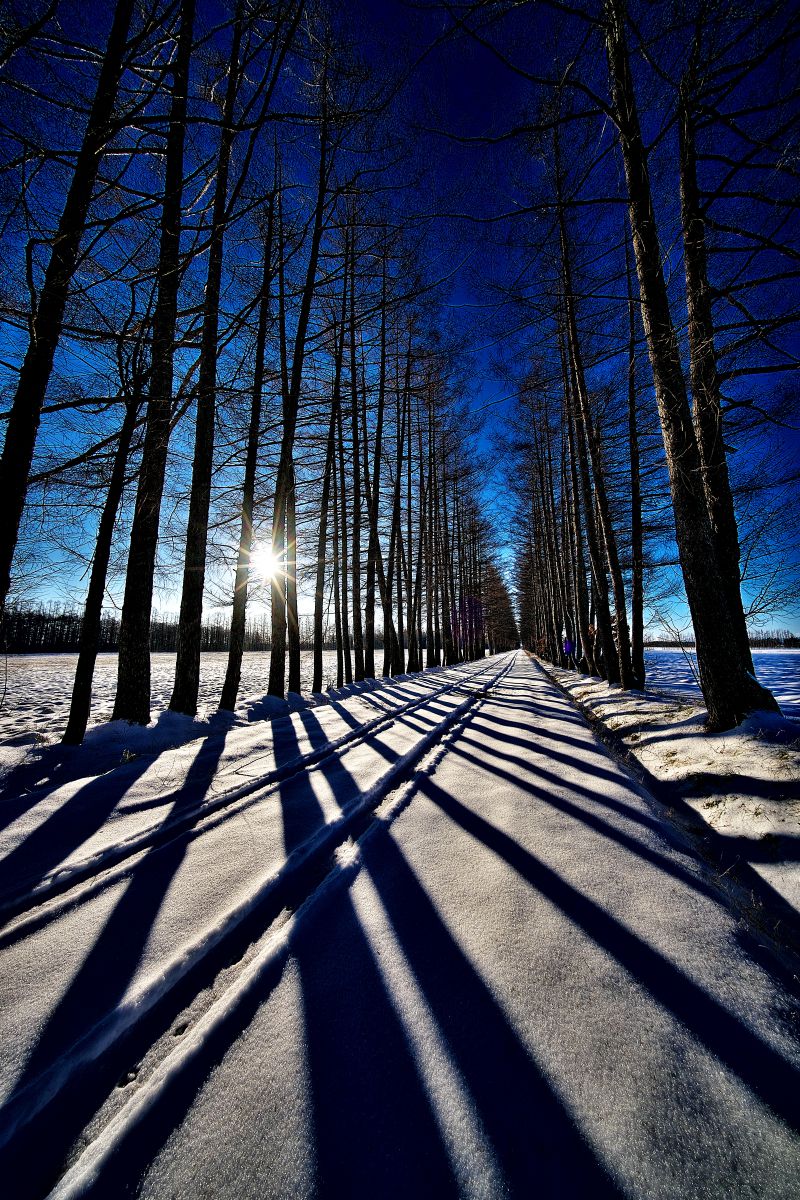 Winter Stripe | GANREF