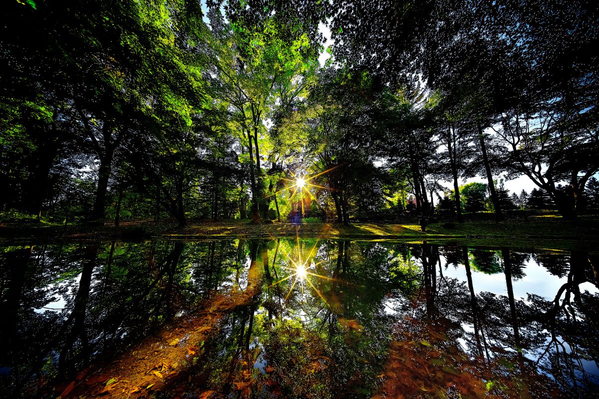 Reflection | GANREF