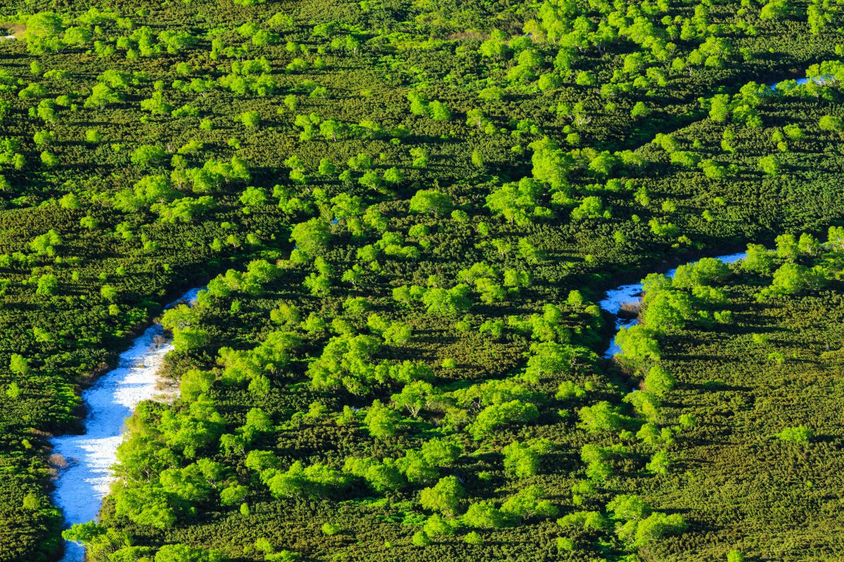 GREEN | GANREF