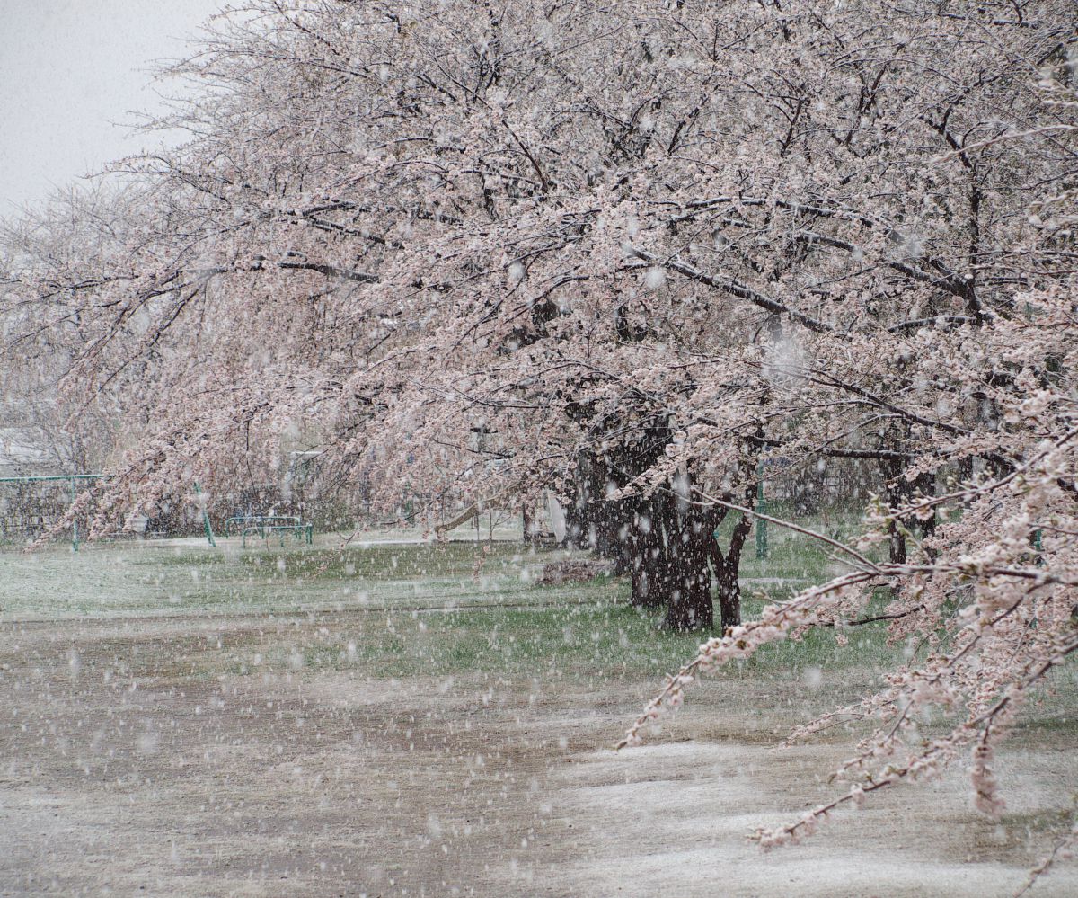 春雪桜 | GANREF