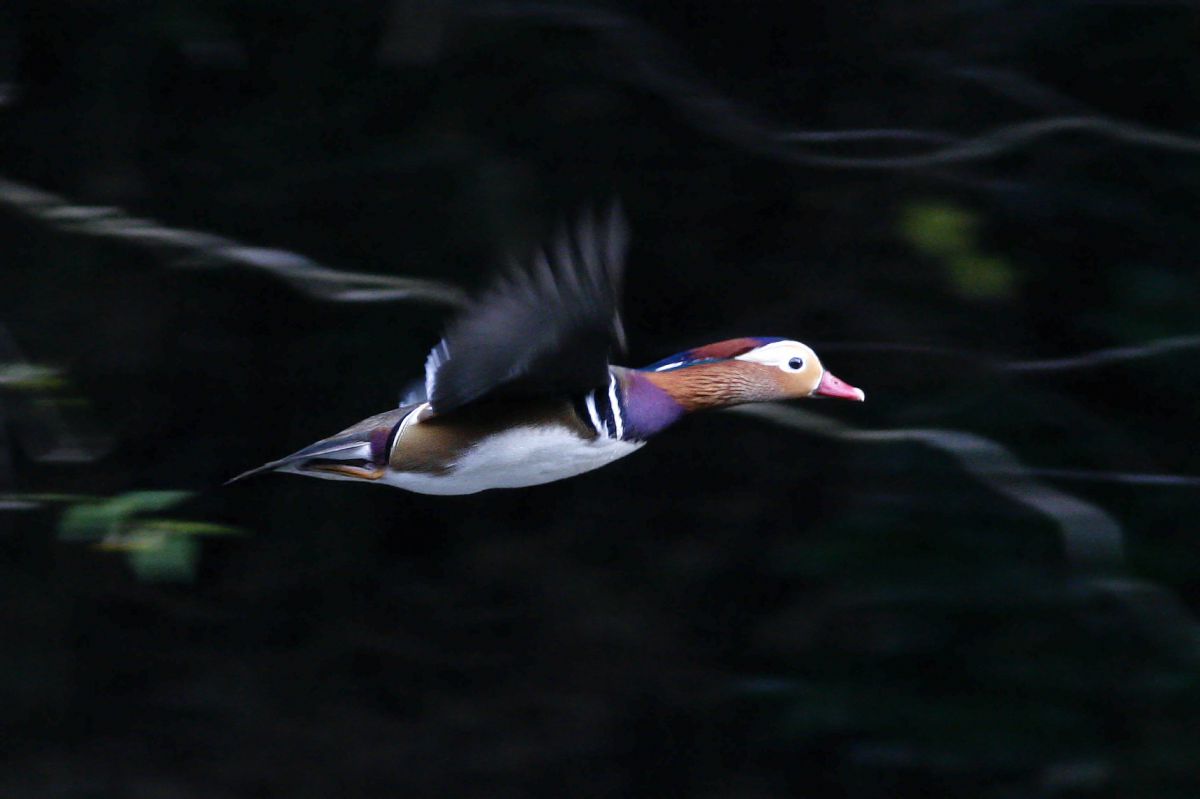 とぶとり 空とぶオシドリ～♪ | GANREF