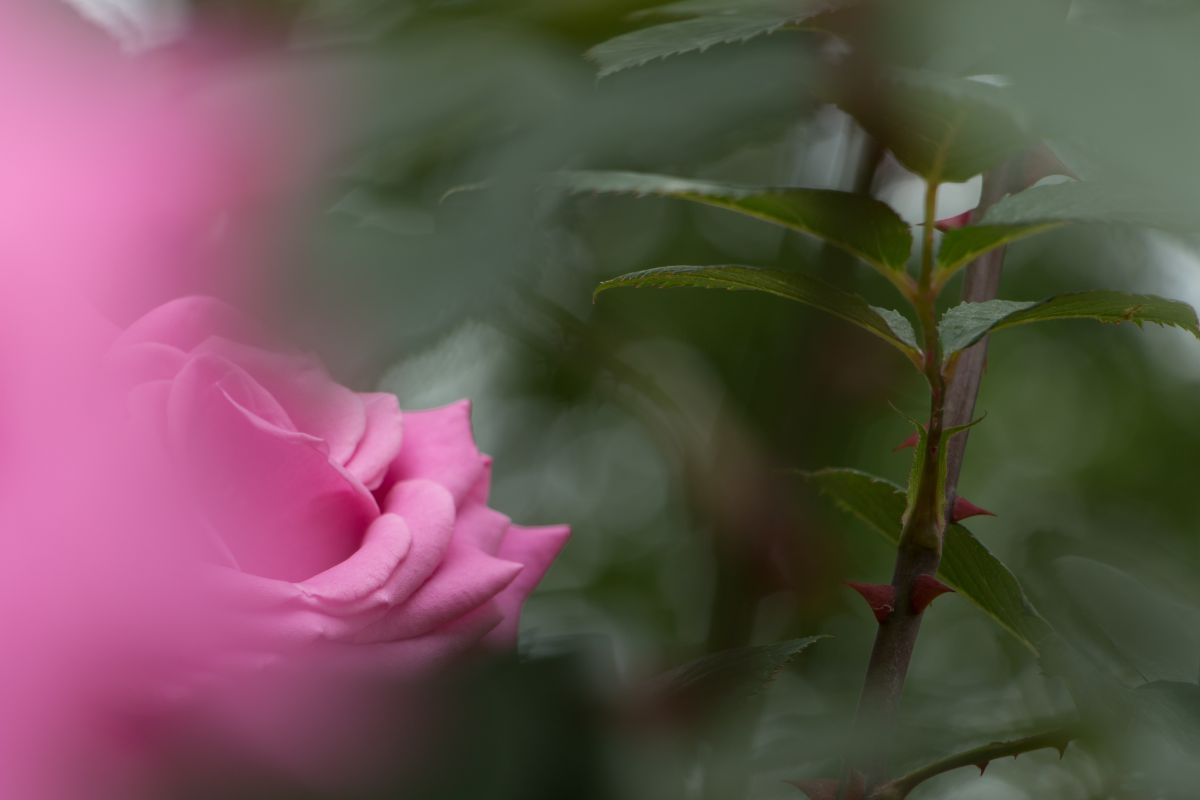 美しい花には棘がある Ganref