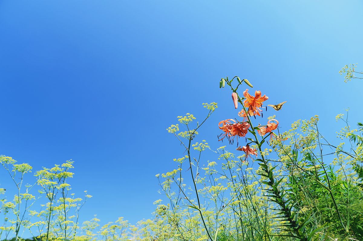 blue Summer | GANREF