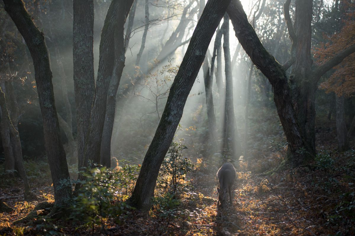 瞬きの森 SRIXON新製品販売開始｜つるやゴルフ限定のキャンペーン満載！