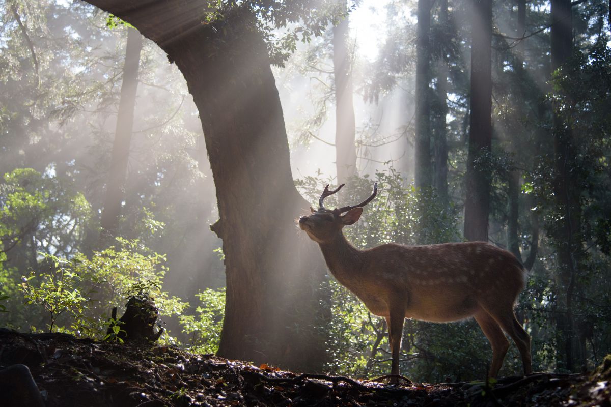 鹿たちがいる森 ジオラマ 原始の森からの光 | GANREF