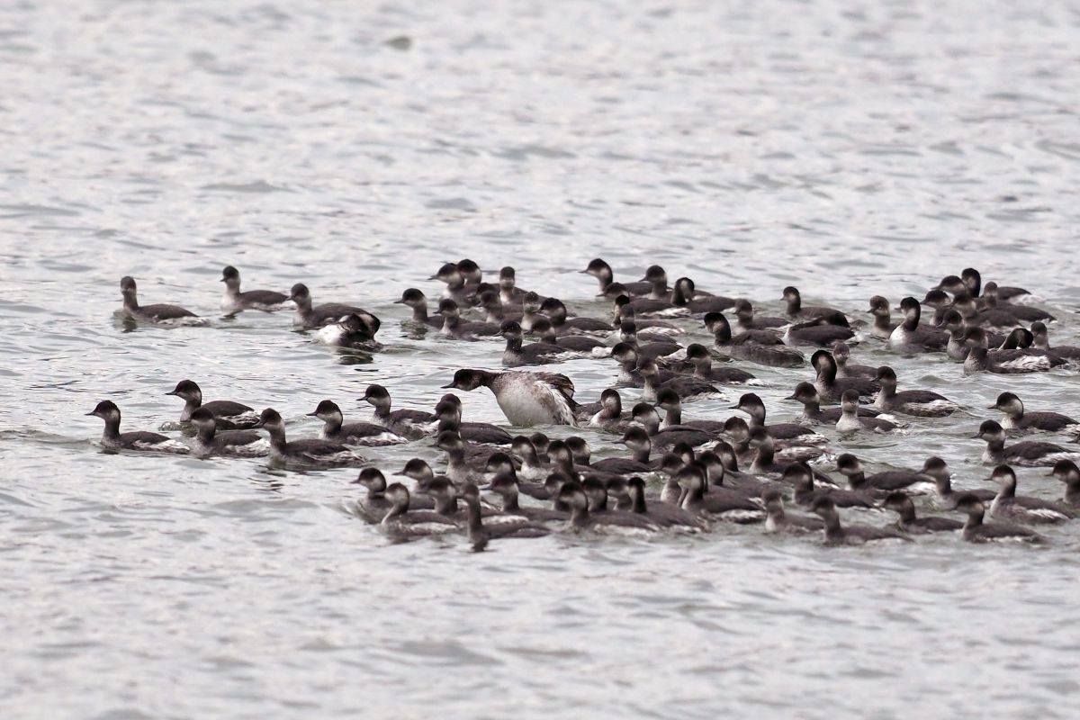 増殖中です GANREF
