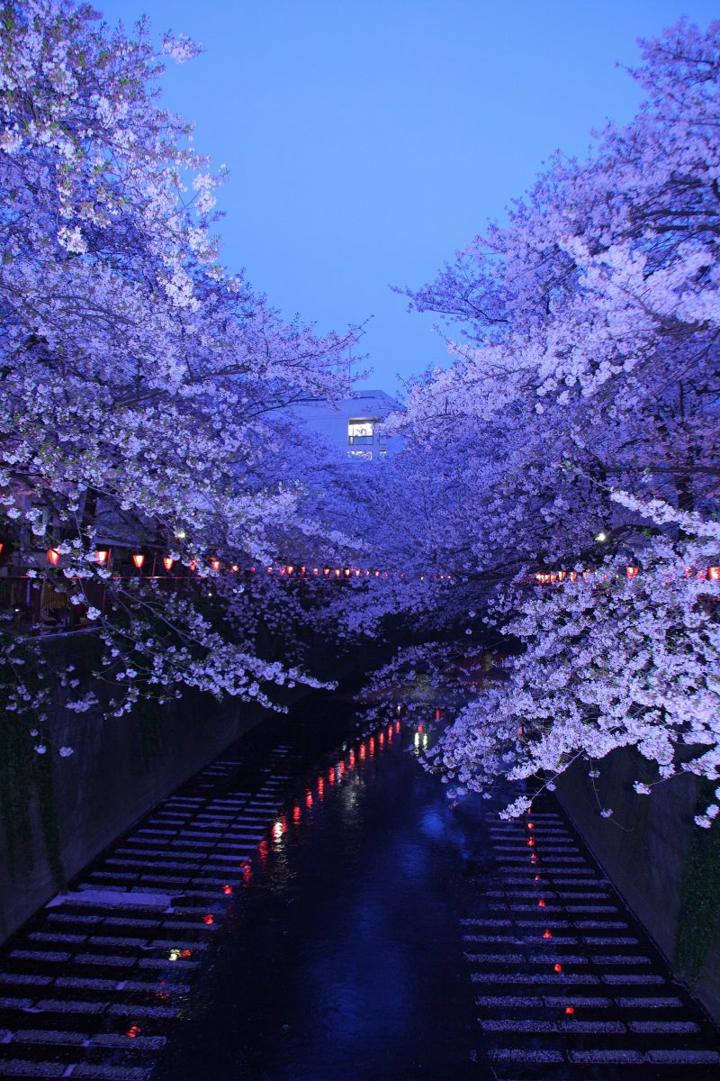 中目黒 目黒川 桜 02 | GANREF