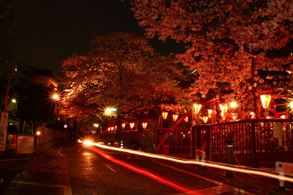 中目黒 目黒川 桜 | GANREF