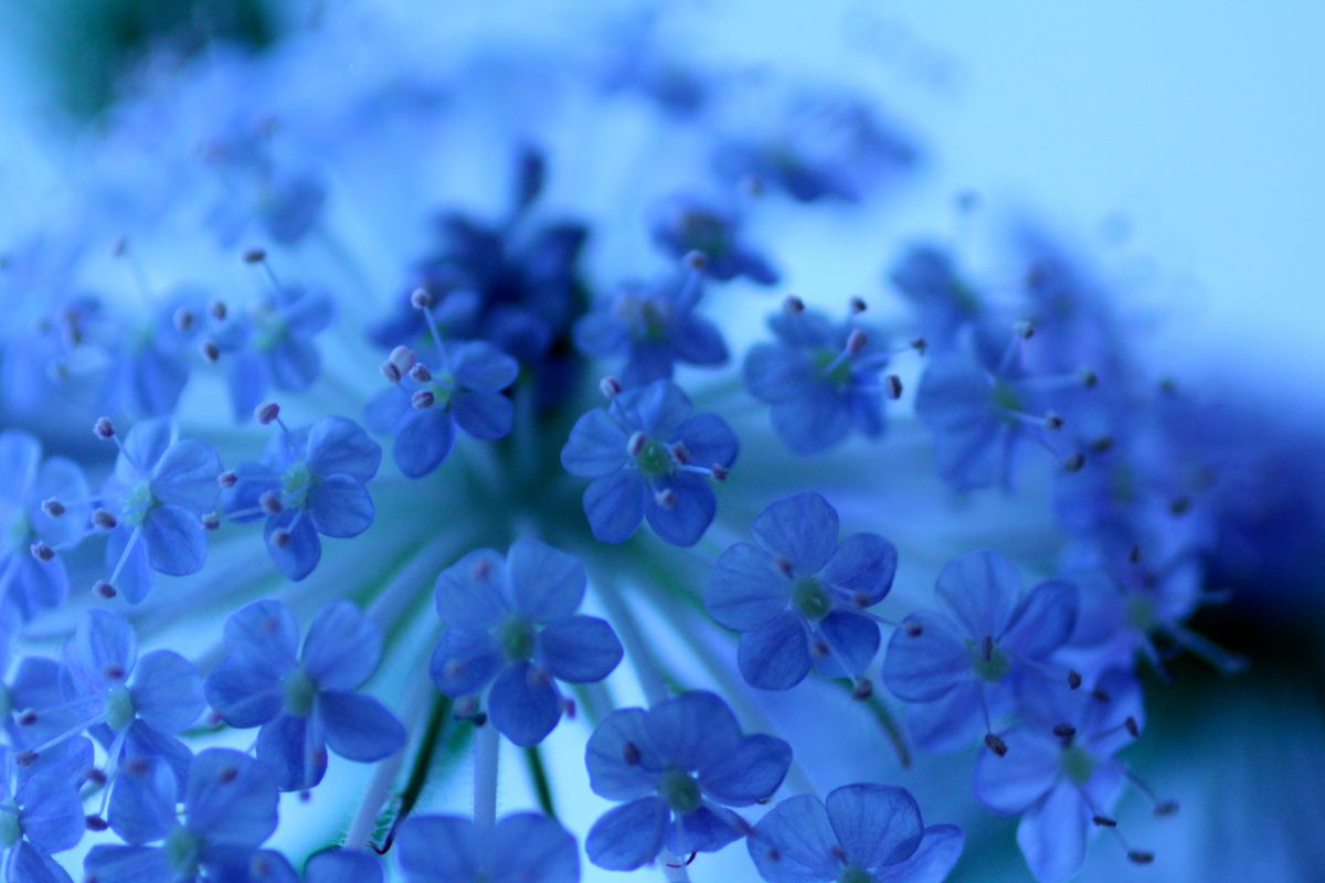 blue | GANREF