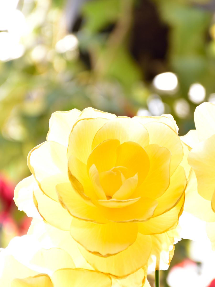 YELLOW | GANREF